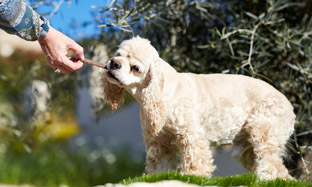 La higiene dental de perros y gatos